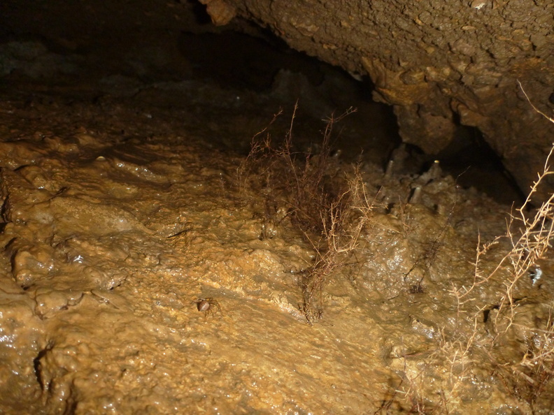 Grotte Murée du 01.11.2013 (55).JPG